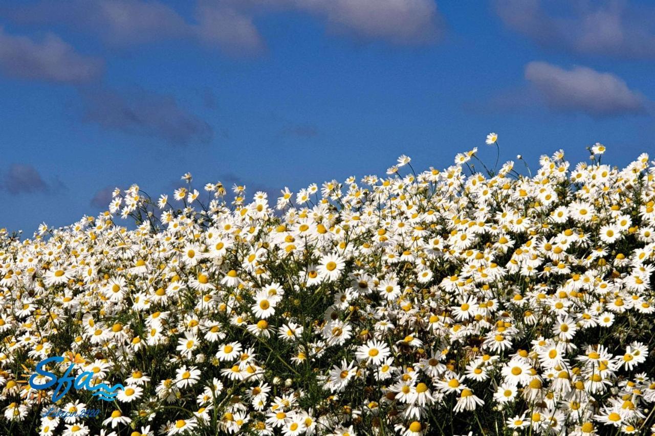 Daisy - Sunny Flowers Apartments Lukecin Luaran gambar